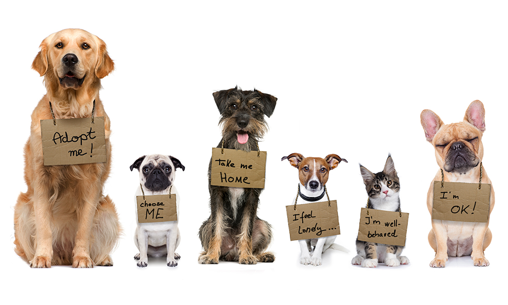 theequalitydirectory.com